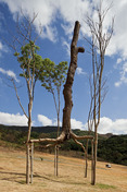 giuseppe penone: elevazione - inhotim