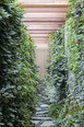 casa dos pátios isay weinfeld