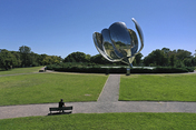 floralis genérica